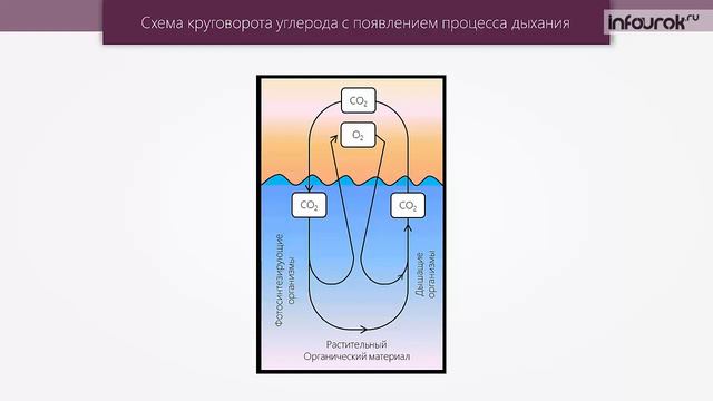 Эволюция биосферы Биология 11 класс #33 Инфоурок смотреть онлайн