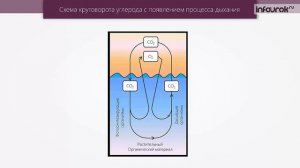Эволюция биосферы   Биология 11 класс #33   Инфоурок
