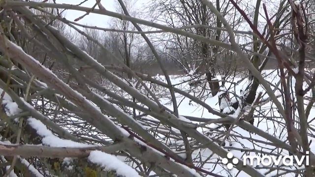 Нагонка русской гончей 29.12.2022 года (часть 2). смотреть онлайн