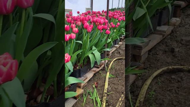 выращивание тюльпанов на гидропонике. смотреть онлайн