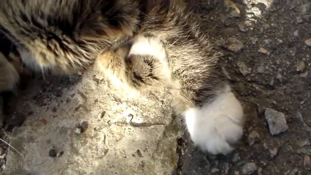 Возьмите меня (кошка, Херсон) смотреть онлайн
