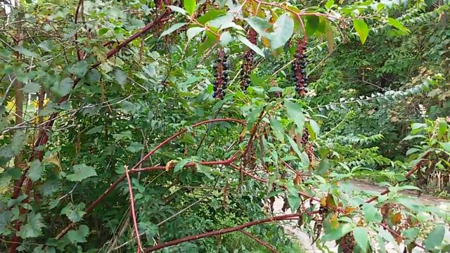 Poke/Puke weed - Phytolacca americana смотреть онлайн