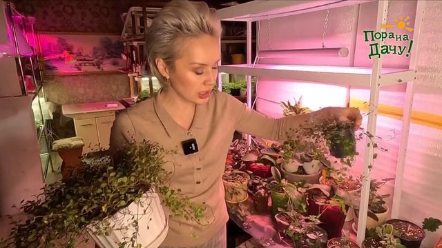 Ампельные цветы для микса смотреть онлайн