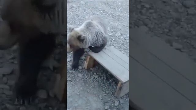 МЕДВЕДЬ СОЖРАЛ ЧЕТВЕРЫХ ЩЕНЯТ НА УЧАСТКЕ БОДАЙБО - БОДАЙБОКАН ... смотреть онлайн