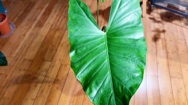 Alocasia Metal Head #alocasia #alocasiametalhead #rareplants
