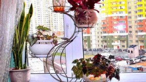 Биогумус для комнатных растений.