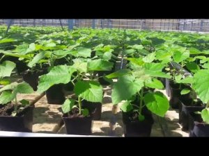 Три Лучших Способа Выращивания Павловнии из Семян / как цветет павловния