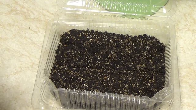 Посев ВЕРБЕНЫ на рассаду для начинающих. Все тонкости и нюансы. смотреть онлайн