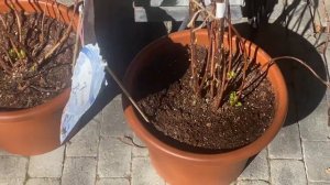 ГОРТЕНЗИИ АМПЕЛЬНЫЕ ФРЕНЧ БОЛЕРО ПОСЛЕ ОБРЕЗКИ И ПЕРЕСАДКИ 09.03.2023.