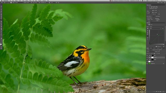 Realtime Edit - Blackburnian Warbler in Ferns смотреть онлайн