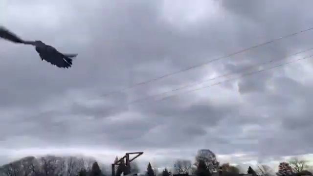 Узбекские бойные голуби Сергея (Германия) Pigeon culbutant Ouzbékistan смотреть онлайн