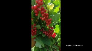 Красная смородина "Уральская красавица"