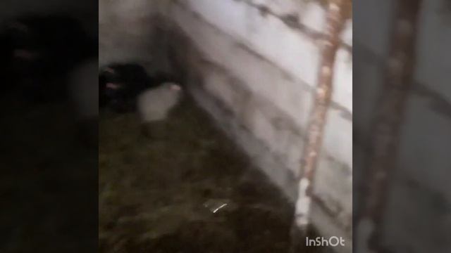 Спец выпуск о нутриях