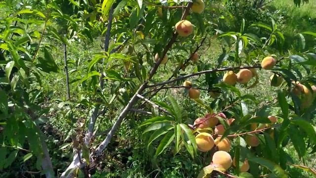 Ріст плодів та огляд сорту персика Канадської селекції під назвою "Вайн Голд" смотреть онлайн