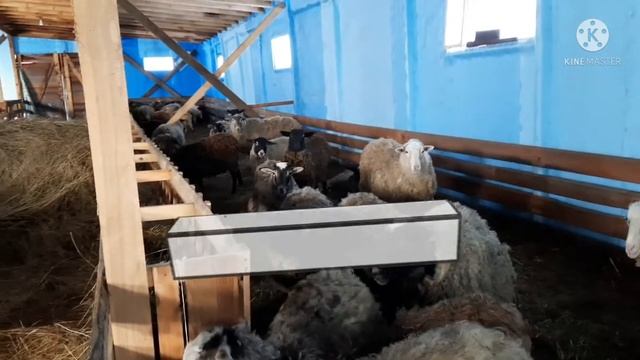 Намак барои гуспанд. Кормовая соль для овец !!! смотреть онлайн