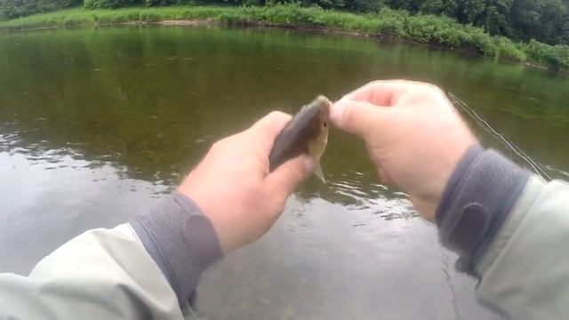 река Сылва, хариус, голавль смотреть онлайн