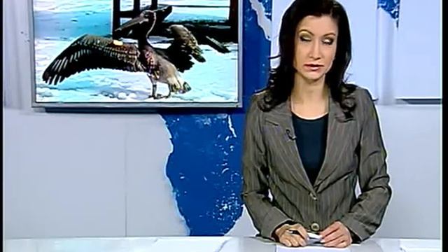 Пеликанът Филип по ББТ смотреть онлайн