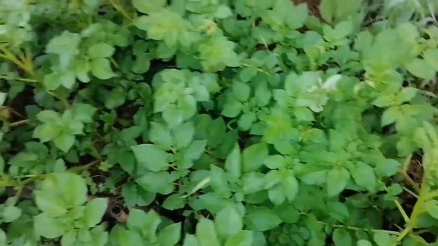 Выращивание картофеля в мульче. смотреть онлайн
