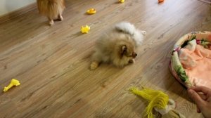 Дрессировка щенка шпица. Учим померанского шпица Команде НЕЛЬЗЯ. Выпуск #2