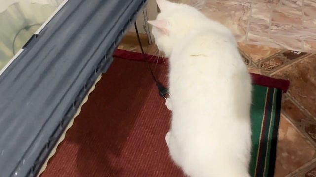 Влог. Бакс - Звезда! Кошки не дают прохода. Собачья свадьба. Выгул не состоялся. смотреть онлайн