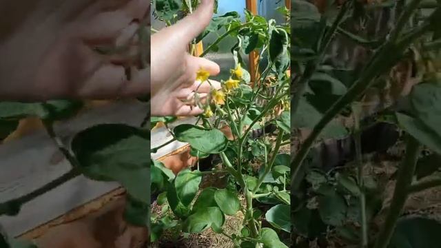 #томаты #чери от #партнер Сорт Поцелуй ??? Посмотрим какой будет #урожай #теплица #надаче смотреть онлайн