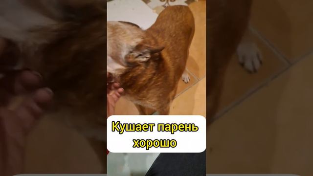 Как там наши зубы? смотреть онлайн