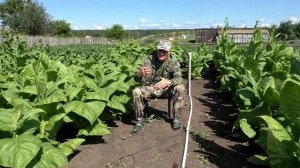 Табак - Вредители и болезни - и как с ними бороться.