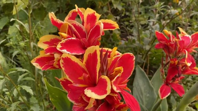 |НАШИТЕ ЦВЕТЯ| Канна - червено с жълт контур / сезон 2021 г. смотреть онлайн