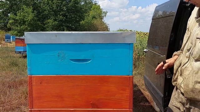 Мёд с полевого точка - на выкачку. 17.08.2021 смотреть онлайн