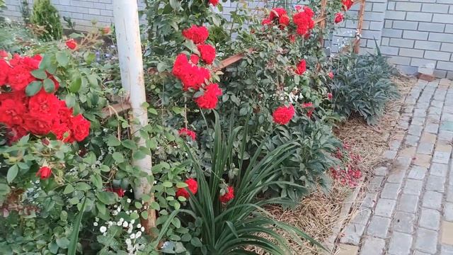 ПЛЕТИСТАЯ РОЗА АМАДЕУС. ВТОРОЙ ГОД ЖИЗНИ. смотреть онлайн