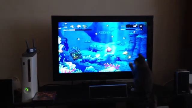 Cat playing Feeding Frenzy game смотреть онлайн
