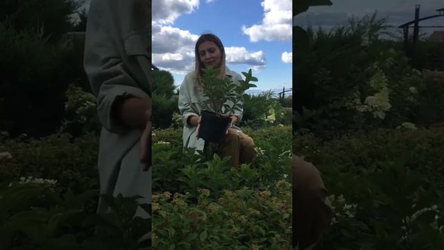 Мой мини-питомник метельчатых гортензий. смотреть онлайн