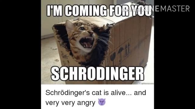 Top 10 Funniest Schrödinger's Cat Memes | TRY NOT TO LAUGH смотреть онлайн