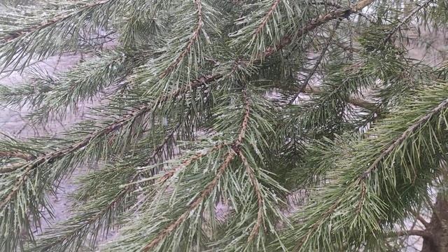 асмр снегопад.падают снежинки на ель смотреть онлайн
