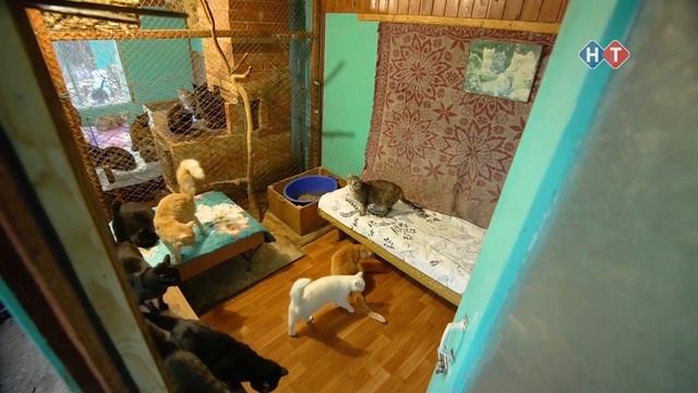 Жительница Новороссийска построила приют для животных на своём участке смотреть онлайн