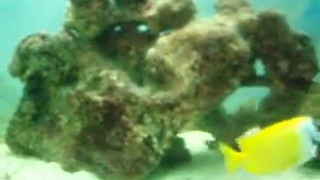 7 Ocean Aquarium смотреть онлайн