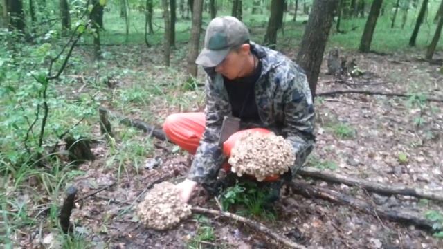 Baranie hlavy 2016 смотреть онлайн