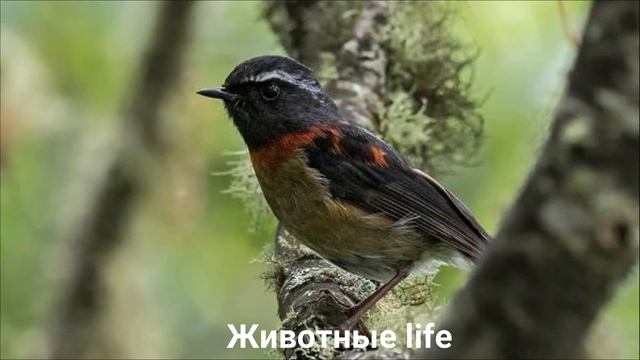 СИНЕХВОСТКА?/Животные life/Птицы/Животные/Интересные факты смотреть онлайн