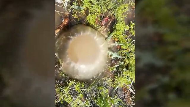 Оби соф Ачоибот; 2018 смотреть онлайн