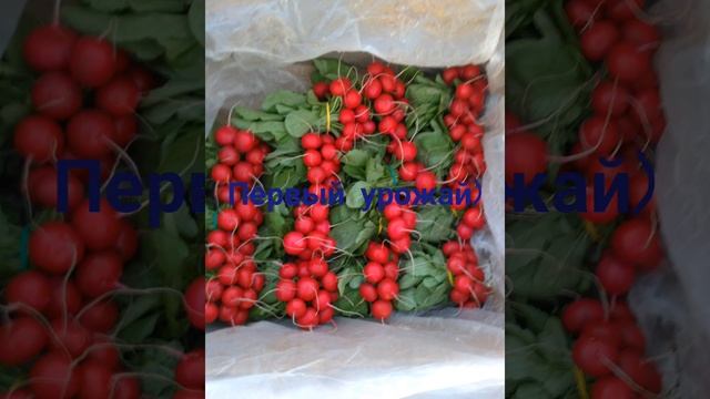 Редиска Селеста и Сора!!!