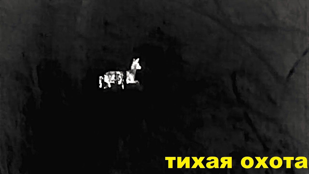 Тепловизионный монокуляр iRay AFFO AL 19. Первый выход и сразу ЛОСЬ! смотреть онлайн