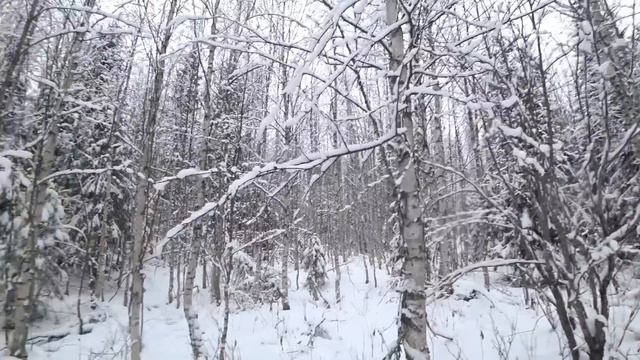 Охота на зайца с русско пегой гончей ! 19,11,23 Отдушин погонял 😁 смотреть онлайн