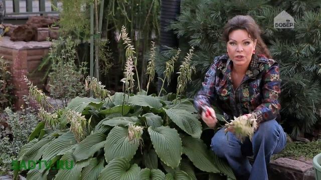 Сирень / Хоста / Туя / Роза / Удаляем семена после цветения смотреть онлайн