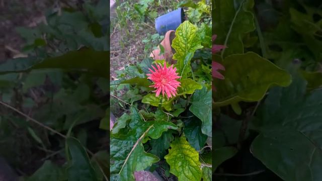 Gerbera flower 🌸 смотреть онлайн