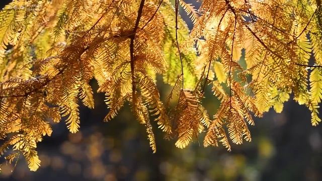 Невероятно красивая осенняя мелодия! Музыка Для Души, Нежная музыка успокоения нервной системы смотреть онлайн