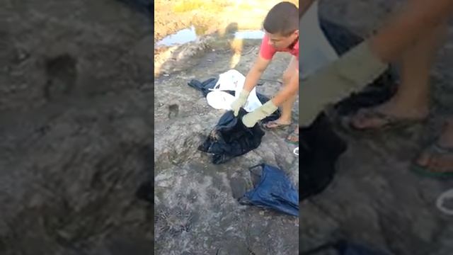 змеи на участке! смотреть онлайн