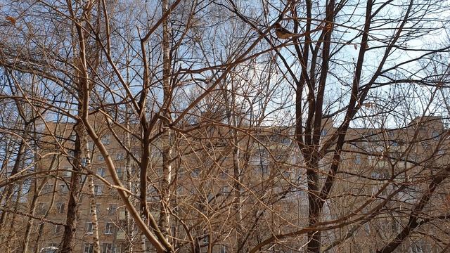 Зяблик поёт