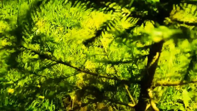 VID 1623119436152 Пытаюсь с тобой говорить... 2 Павел Васильев Лахтинский смотреть онлайн