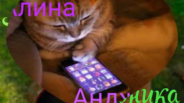 Какой ты котик? смотреть онлайн