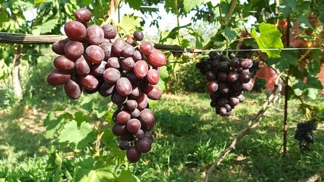 Виноград "Подарок Несветая" 02.08.2021г. Тел,WhatsApp и Viber : 8-918-43-794-43 смотреть онлайн